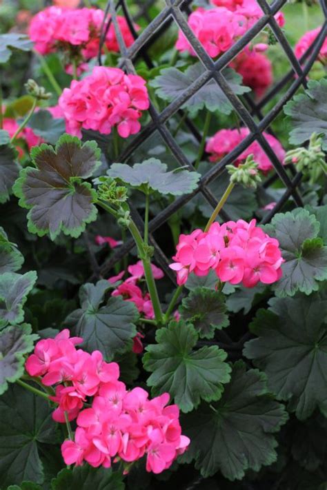 Pelargonium Tall Dark Handsome Hot Pink Planthaven International