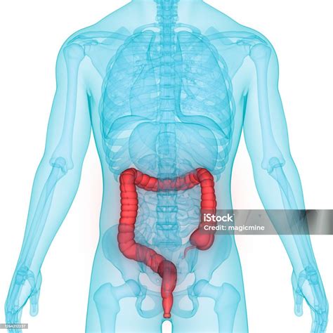 Quanto Mede O Intestino De Um Adulto - Foto de Anatomia Do Intestino Grande Do Sistema Digestivo Humano e mais ...