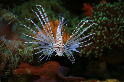 exotic fish swimming underwater  stock photo