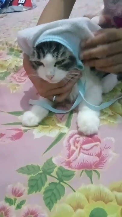 Kucing Kayak Koki Youtube