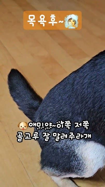 서비스 지대로 받는 까미 ️😁오구 오구착해용진돗개일상 Doglover 진돗개까미 Koreadog Jindodog