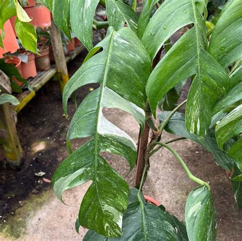 Epipremnum Pinnatum Variegated Dragon Tail Plant 0 8m Furniture