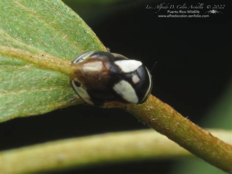 Minnesota Seasons Dogwood Spittlebug