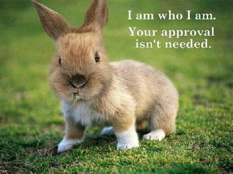 Pin By 💀waterfall 💀naturechild Phoe On Bunny Quotes Cute Animals