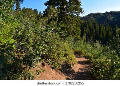 Hiking Trails In Millcreek Canyon Photos and Images | Shutterstock