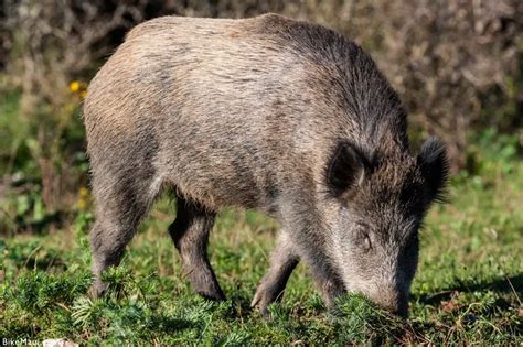 Maui Fauna Of The Month Feral Pigs In Hawaii Hawaii Puaa