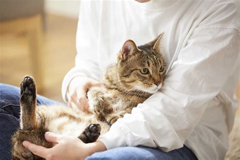 猫が赤ちゃん返りをする理由は？老猫がする場合のサインも解説 ペトコト 猫 甘える 仕草 Rangernvb390jh