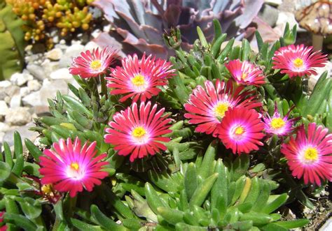 Delosperma hybrid 'Jewel of the Desert' an iceplant family ground cover ...