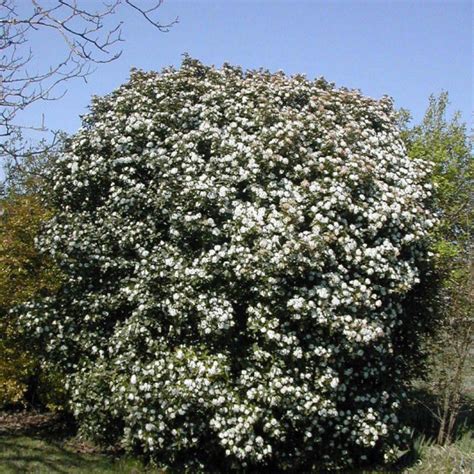 Laurier Tin Vente Viburnum Tinus Viorne Thym