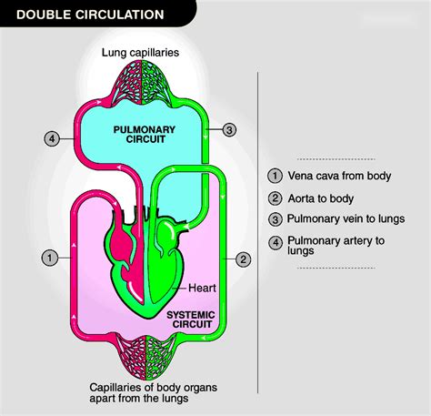 Human Circulatory System Detailed Explanation With Diagrams And Functions