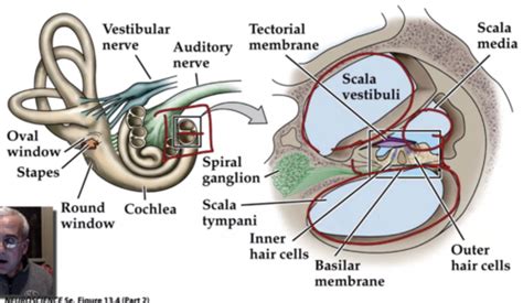 Auditory Vestibular And Chemical Sensory Systems Flashcards Quizlet