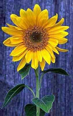 Gira Sol Sunflower Plants Flower Garden