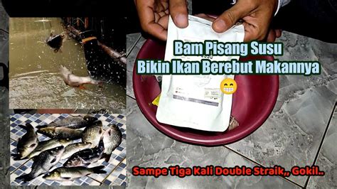 Umpan Putih Ikan Mas Bam Pisang Susu Youtube