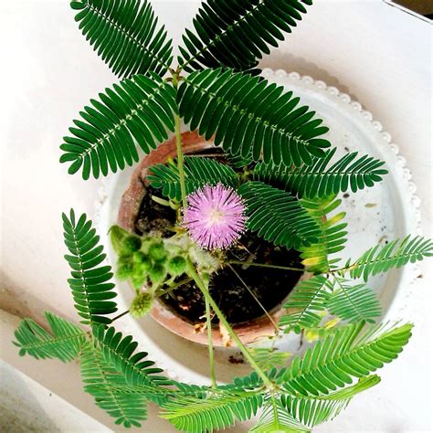 Marseed 100 Natrual Plants Pot 100 Pcs Mimosa Pudica Bonsai Rare Flower Bonsai Beautiful Lovely