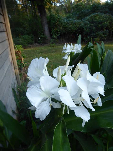 White Ginger Lily Live Plant 1 Etsy