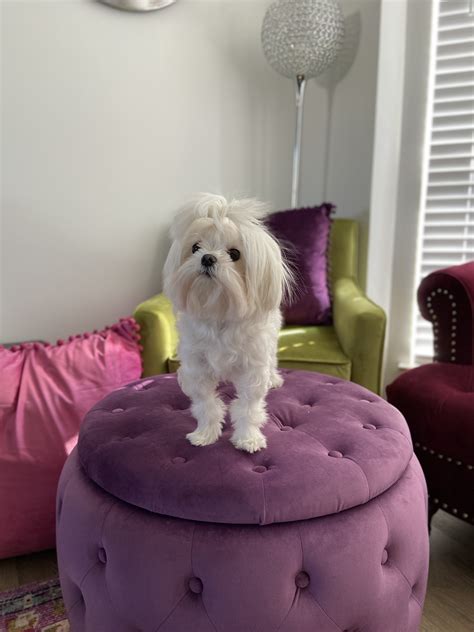 My Girl Friday Maltese Dogs Forum Spoiled Maltese Forums