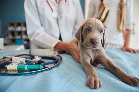 Obra Social Para Perros Conocé Cuáles Hay En Argentina Y Cómo Funcionan