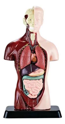 Modelo Do Corpo Do Torso Humano Anatomia Rg Os Internos Ana