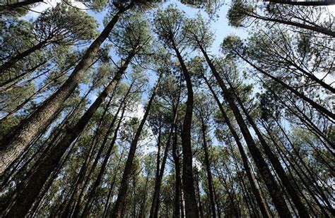 Hutan Pinus Mangunan Jogja, Lokasi dan Harga Tiket - CAMERAWISATA