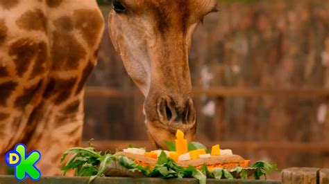 Uma Girafa Que Surpreende A Todos Ao Comer O Zoo Da Zu Discovery