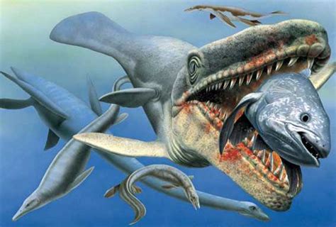 Мозазавр (Mosasaurus): история возникновения и особенности вида
