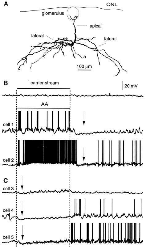 Action Potential Propagation In Mitral Cell Lateral Dendrites Is