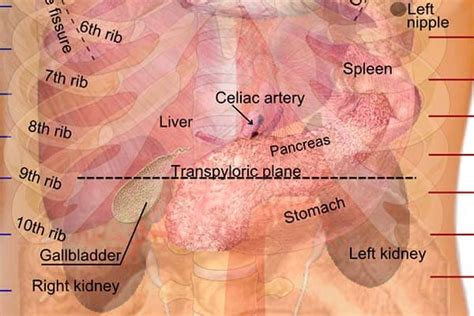 Organs In The Body Left Side / Abdominal Pain: How to Know if Yours Is Physical or Mental ...