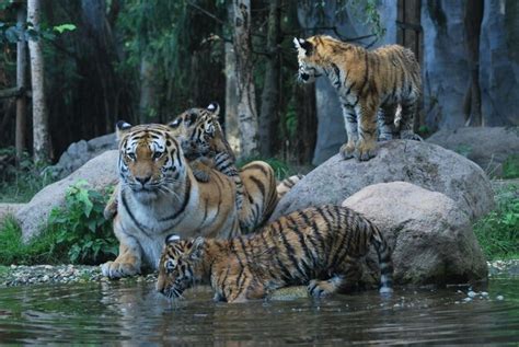 Premium Photo Cats In A Water