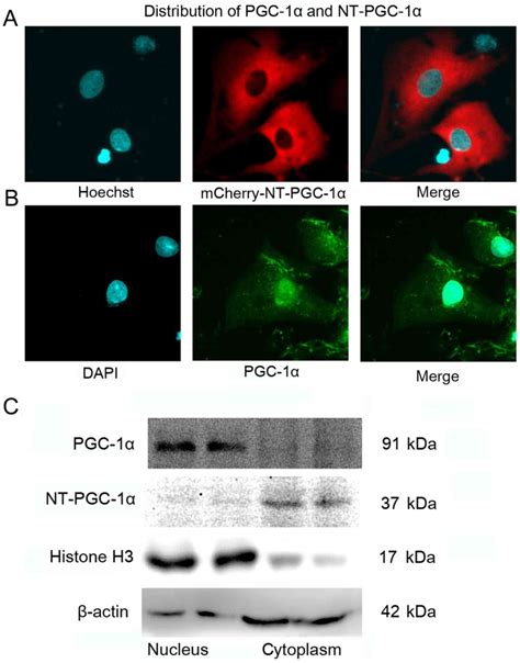 N‑terminal truncated peroxisome proliferator‑activated receptor‑γ ...