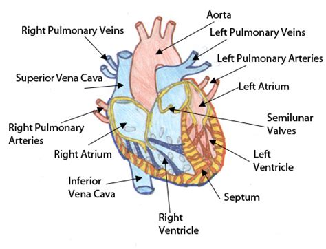 Fetal Pig Heart Labeled Diagram