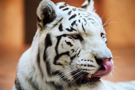 White Bengal tiger roaring stock image. Image of white - 156045025