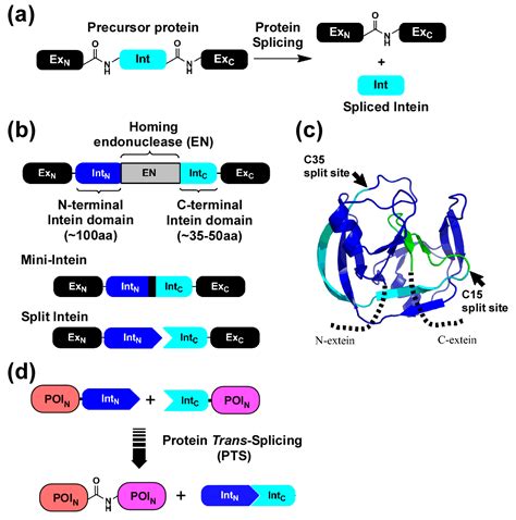 An Off The Shelf Approach For The Production Of Fc Fusion Proteins By