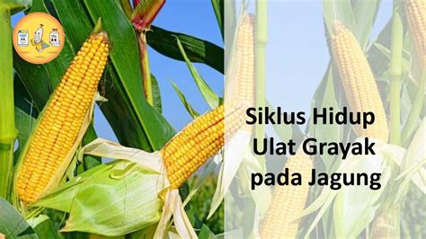 Siklus Hidup Jagung
