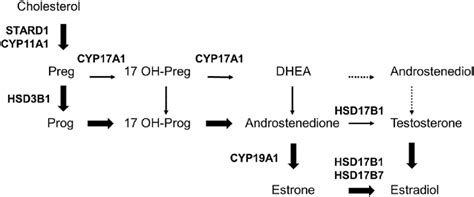 Steroidogenic pathways in the pig ovary. Bolded text next to arrows ...