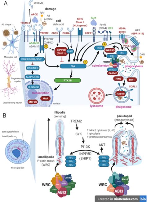 Pathways Linking Alzheimers Disease Risk Genes Expressed Highly In