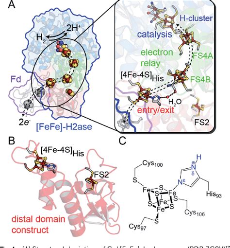 Figure From A Site Differentiated Fe S Cluster Controls Electron