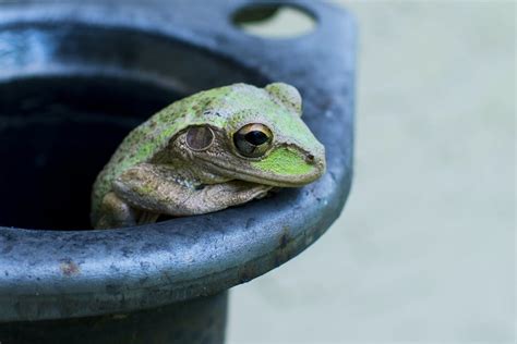 New Research Why Do Some Frogs Have Teeth