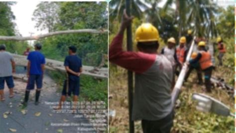 Cuaca Ekstrem Di Kabupaten Poso Morut Dan Touna Menyebabkan Pohon