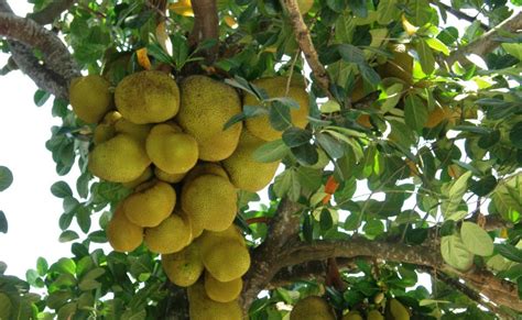 Cara Mudah Membuat Menanam Pohon Nangka Agar Cepat Dan Rajin Berbuah