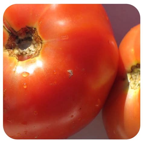 Early Girl Tomato Organic Davenport Garden Centre