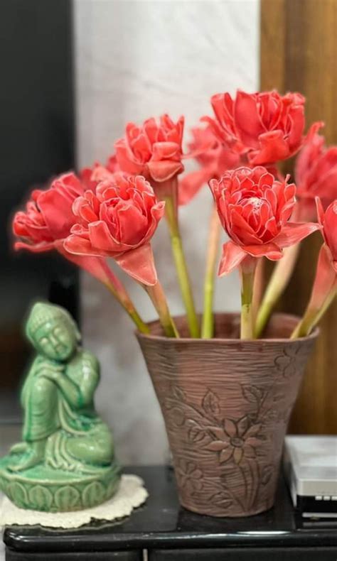 Loại hoa lạ tượng trưng cho giàu sang phú quý đồng bình hot trend dịp Tết và ngày Thần