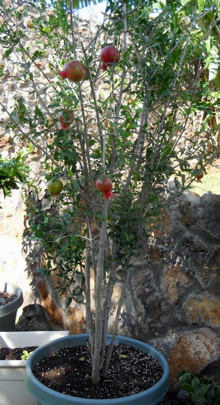 A Kitchen Garden In Kihei Maui Growing Container Pomegranate Trees