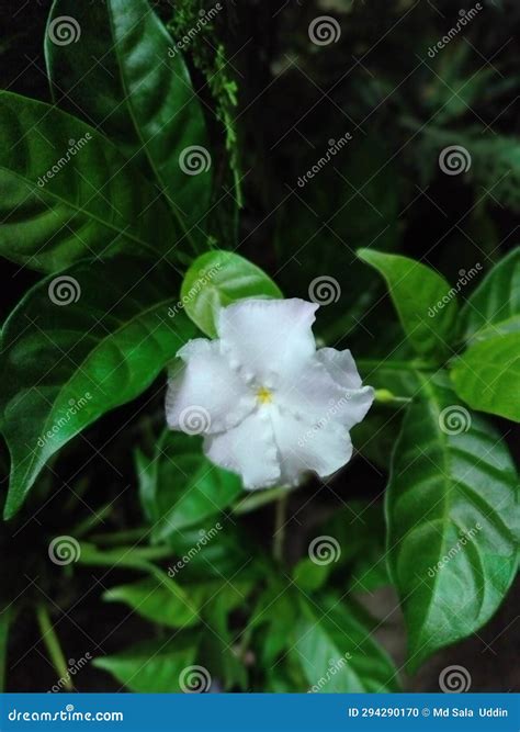 Crape Jasmine Flower stock photo. Image of blossom, produce - 294290170