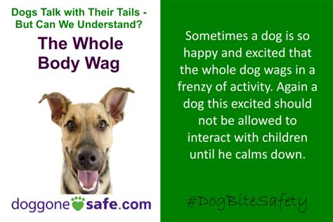 Dogs Talk With Their Tails The Whole Body Wag Pet Professional Guild