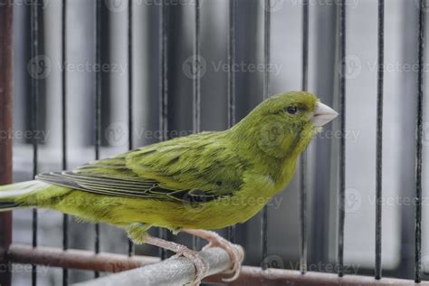 Yellow Domestic Canary Bird Serinus Canaria Forma Domestica Sitting On