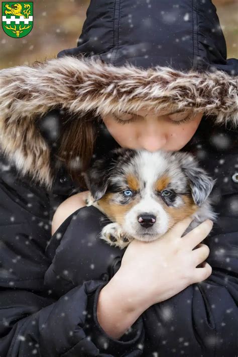 Australian Shepherd Z Chter Und Welpen In Bergisch Gladbach