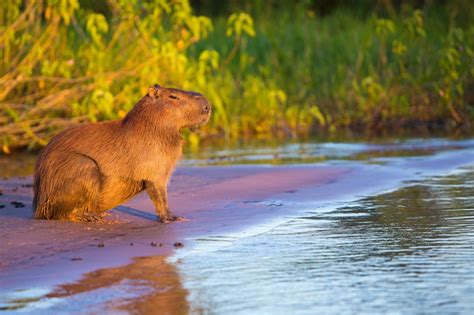 Create Meme Capybara On The River Bank Rodent Capybara Capybara