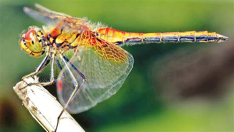 Some Female Dragonflies Fake Death To Avoid Males Daily News