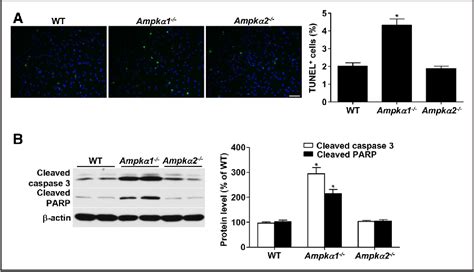 Figure 1 From Phosphorylation Of Chop C Ebp Homologous Protein By The