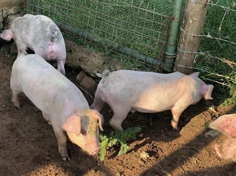 4 X Large White X Landrace Weaners